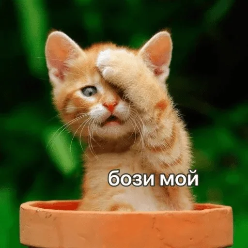 животное кошка млекопитающее