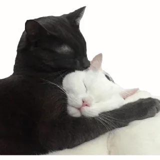 kitten~ — @stckrRobot - animal