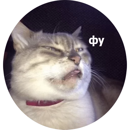 Стикер rllly? — @stckrRobot - 11