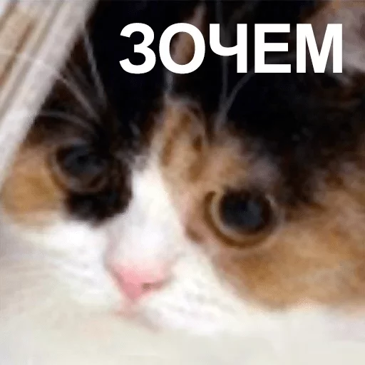 Стикер rllly? — @stckrRobot - 7