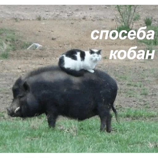 Твои стикеры — @stckrRobot - 