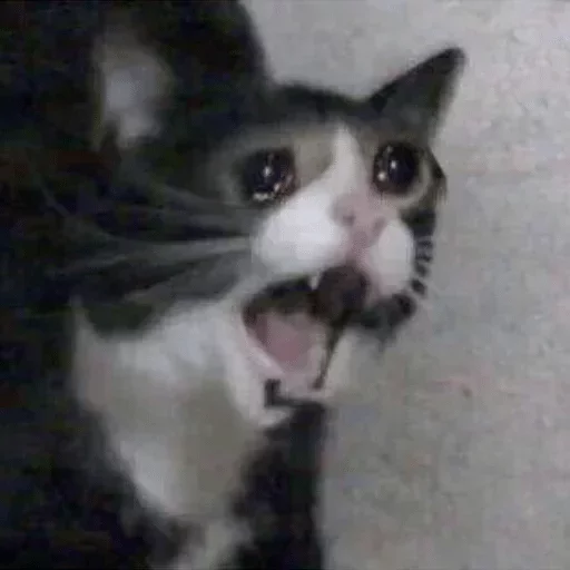 Стикер Твои стикеры — @stckrRobot - 6