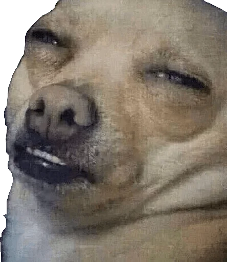 animal mammal sketch