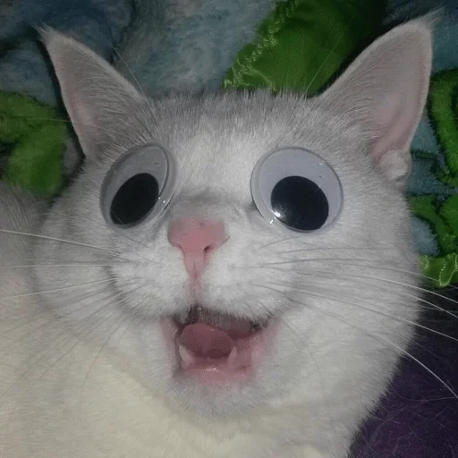 mammal animal small to medium-sized cats