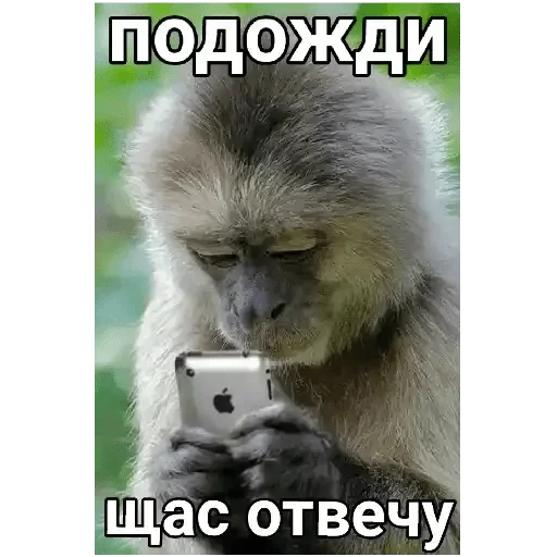 животное примат млекопитающее