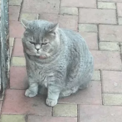 млекопитающее кошка животное