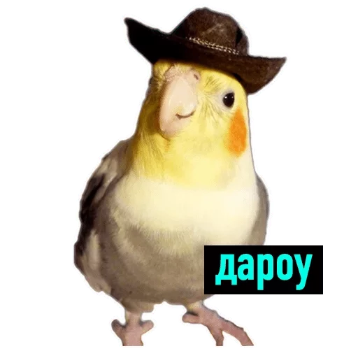 птица мультфильм животное