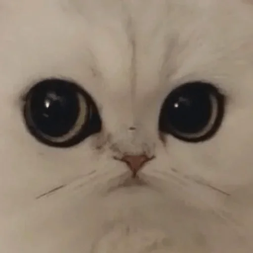 животное кошка млекопитающее