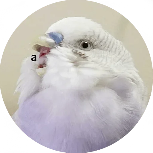 животное птица клюв