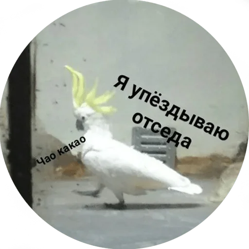 птица попугай животное