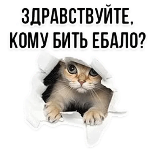 cat text domestic cat