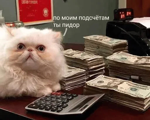 text indoor small to medium-sized cats