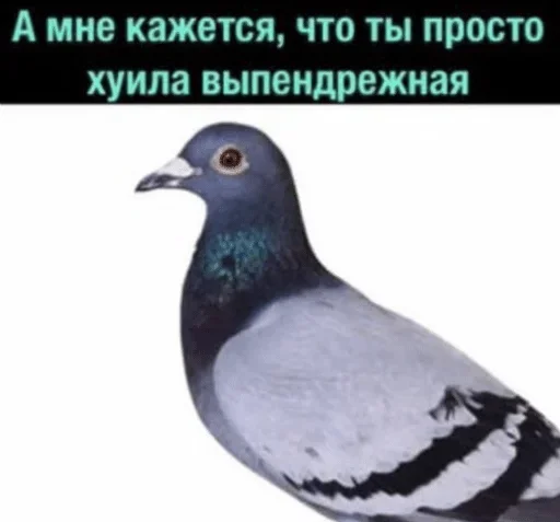 animal bird pigeon