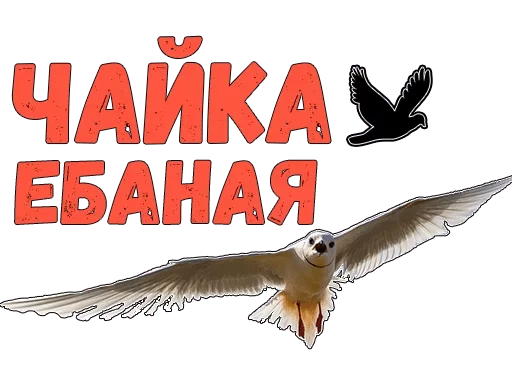 животное СМС птица