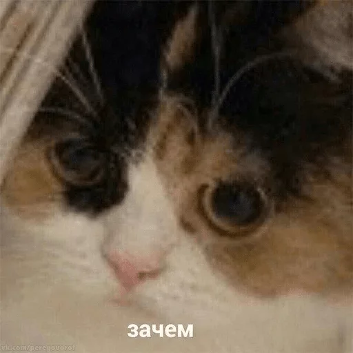 млекопитающее животное кошка