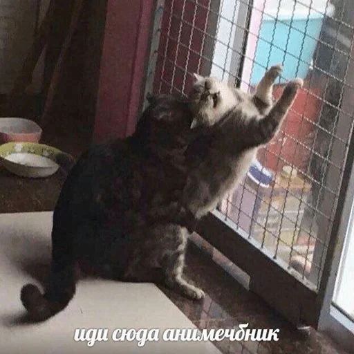 комнатный животное млекопитающее