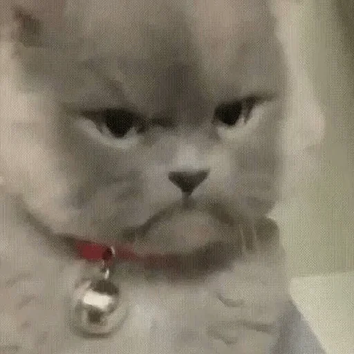 млекопитающее кошка животное