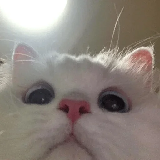 млекопитающее животное кошка