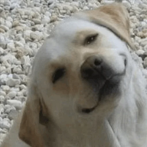 животное млекопитающее собака