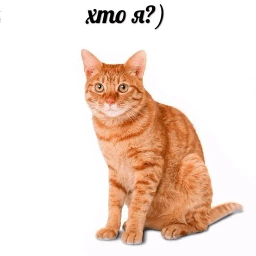 animal mammal domestic cat