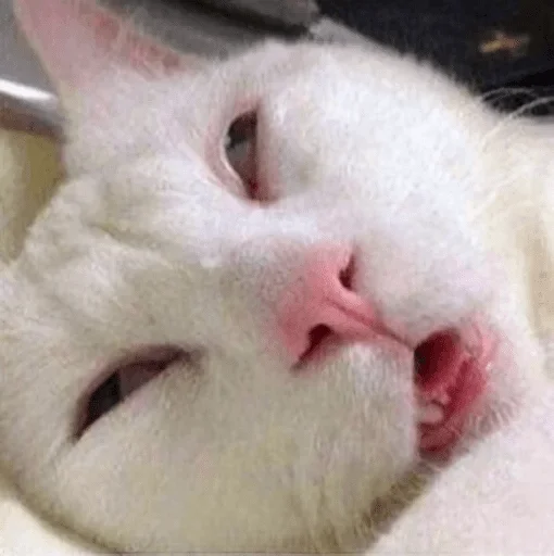 млекопитающее животное кошки малого и среднего размера