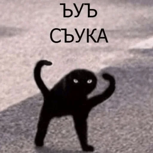 млекопитающее животное земля