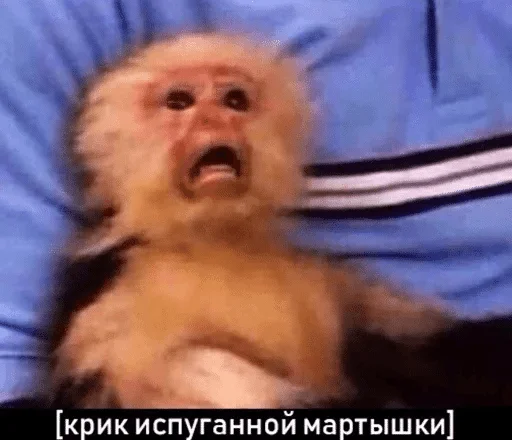 животное млекопитающее мех