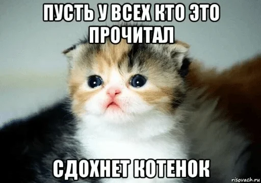 млекопитающее животное кошка