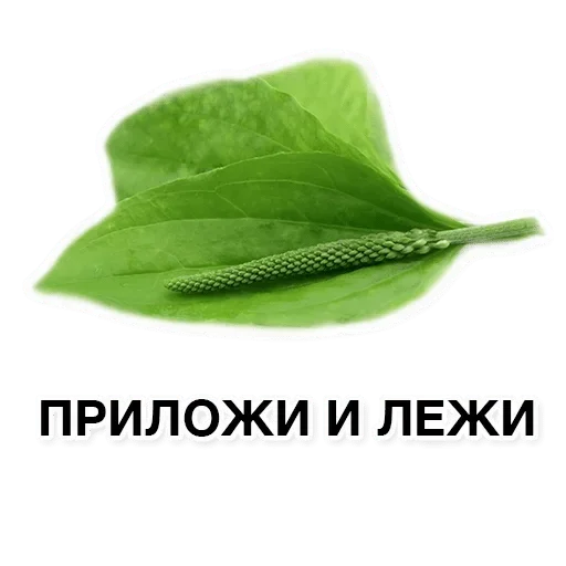 text leaf