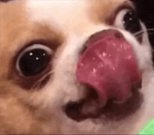 dog breed pet animal