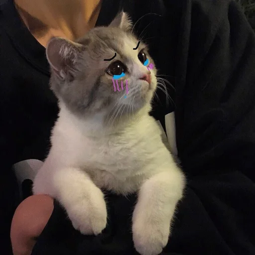 кошка домашняя кошка кошки малого и среднего размера