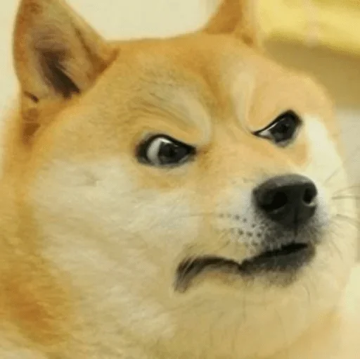 животное млекопитающее собака