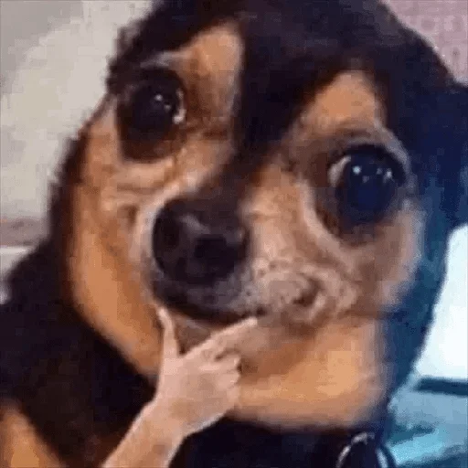 животное млекопитающее порода собак