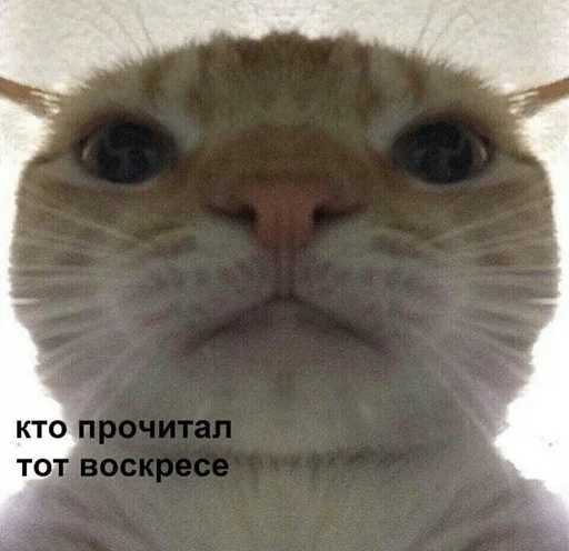 млекопитающее животное кошка