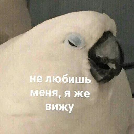 птица животное попугай