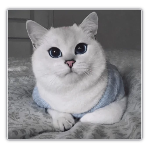 My Cobyyy — @stckrRobot - animal