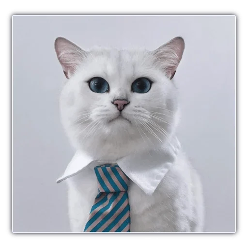 small to medium-sized cats whiskers domestic cat