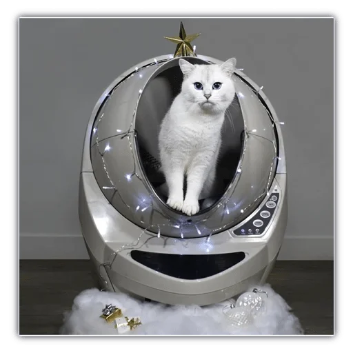 animal small to medium-sized cats felidae