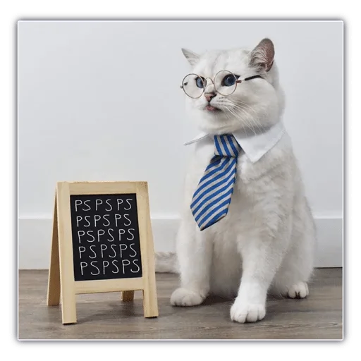 animal cat small to medium-sized cats