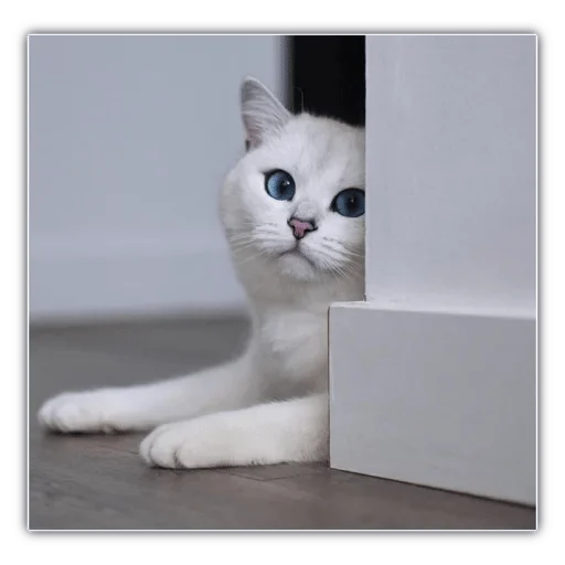 animal small to medium-sized cats cat