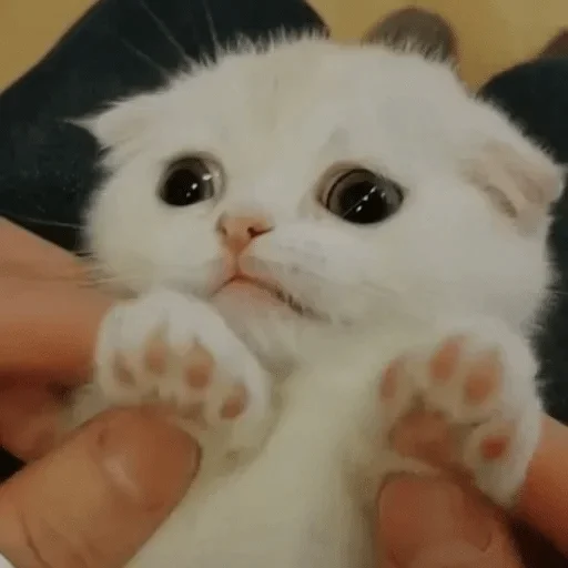 Стикер Фальш — @stckrRobot - 11