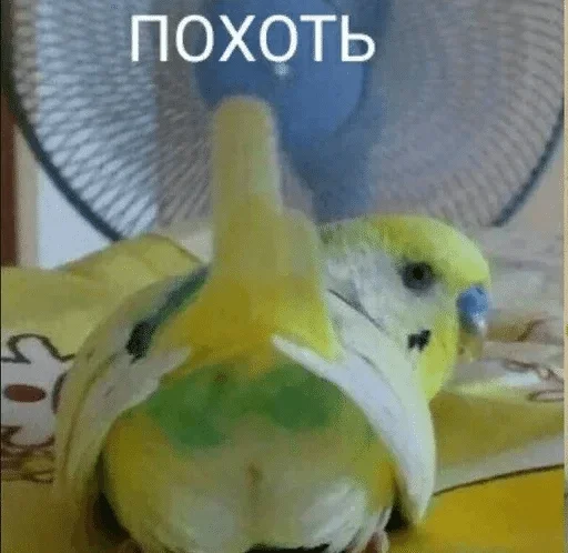 Стикер Фальш — @stckrRobot - 7