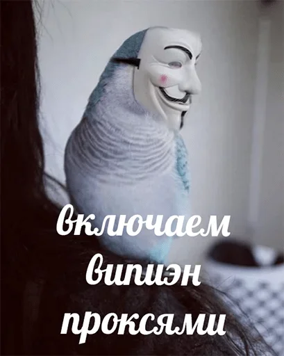 попугай животное птица