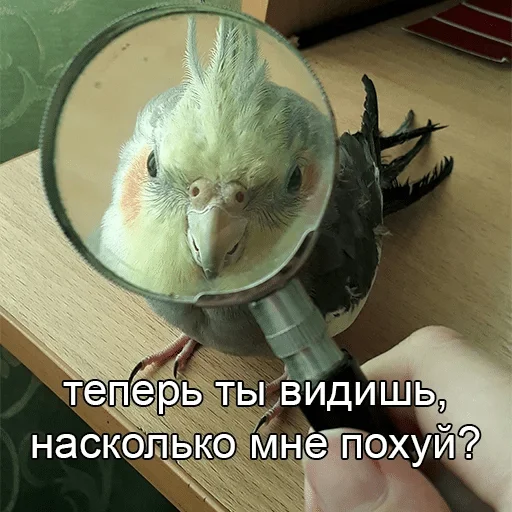 комнатный животное попугай