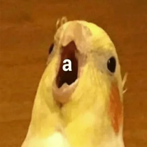 животное попугай птица