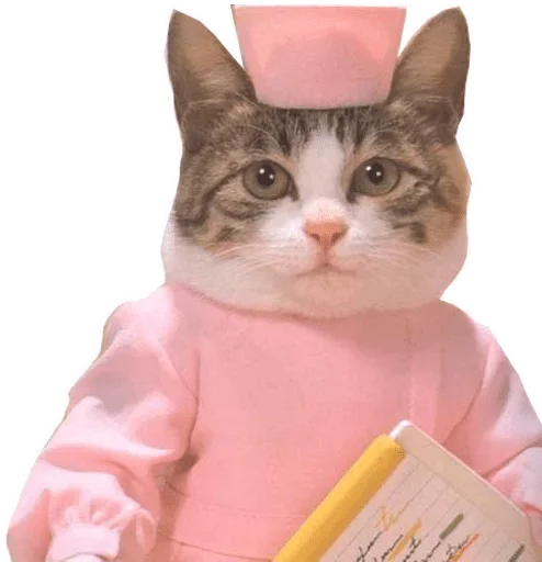 small to medium-sized cats felidae whiskers