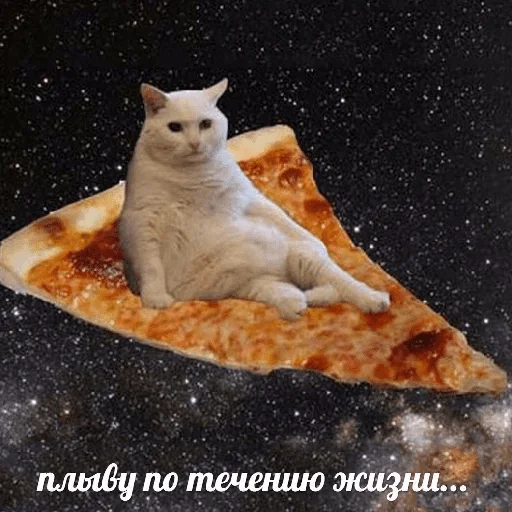 топ2 — @stckrRobot - cat