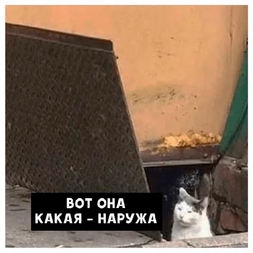 text animal building