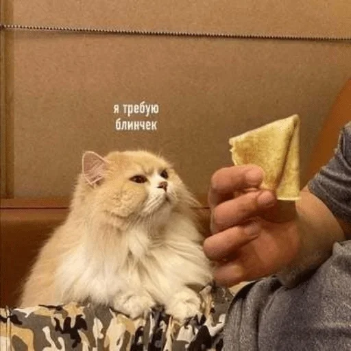 person felidae small to medium-sized cats