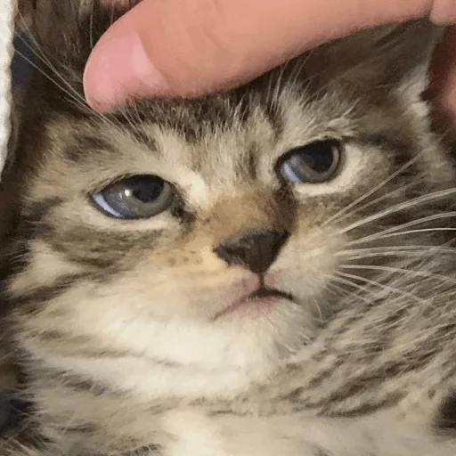 cat domestic cat small to medium-sized cats